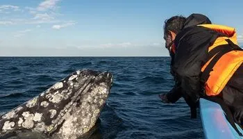 Нижняя Калифорния и море Кортеса: в поисках китов – с Smithsonian Journeys