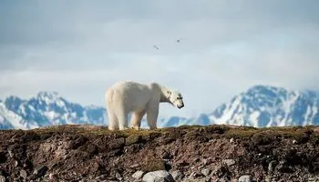 Путешествие по Шпицбергену, Гренландии и Исландии
