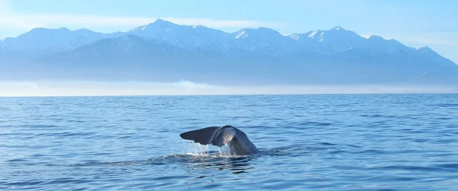 Новая Зеландия: Северный и Южный острова Scenic Eclipse II 03.12.2025 - 16.12.2025