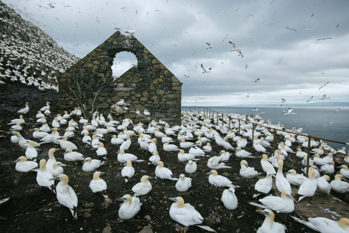 Басс-Рок (Bass Rock), Шотландия