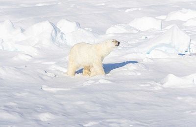 Исследователь Северного Шпицбергена — в паковые льды, по следам белого медведя