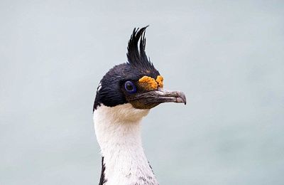 Фолклендские острова — Южная Георгия — Антарктический полуостров — орнитологический круиз