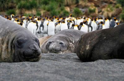 Фолклендские острова, Южная Георгия и Антарктический полуостров — фотоэкспедиция