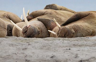 Исследователь Северного Шпицбергена — пейзажи, морской лёд и дикая природа — летнее солнцестояние