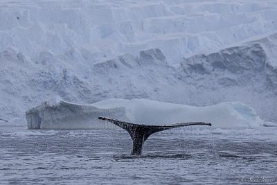 Антарктический полуостров — море Уэдделла